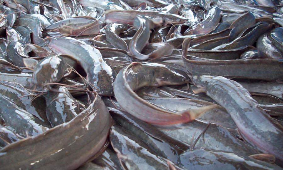 Kenali Perbezaan Ikan Keli Yang Halal Dan Haram Di Makan 