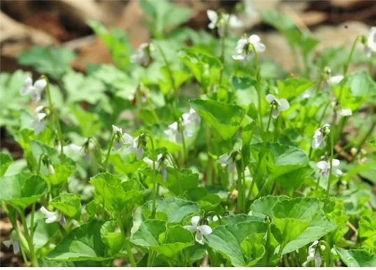 ▲ 콩제비꽃(Viola verecunda) 사진