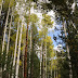 FLAGSTAFF FALL FOLIAGE UPDATE: October 16, 2010