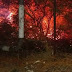 INCÊNDIO EM VEGETAÇÃO NO SITIO ESTREITO NO ALTO DO RODRIGUES É CONTROLADO APÓS QUASE DEZ HORAS