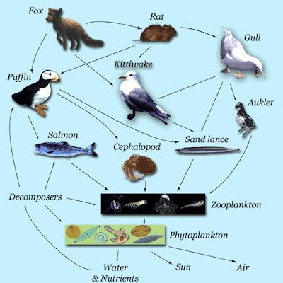tundra food chain pictures. of a trophic food web: