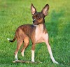 deer head chihuahua | different breeds of dogs | dog and puppies