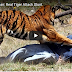 Tiger Vs Man