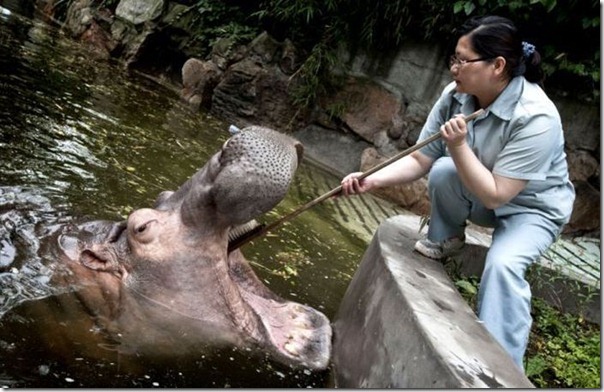 Hippopotamus Teeth Brushing  (2)