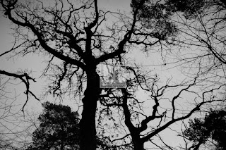 Czarno-biała fotografia natury