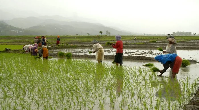 Kerala Paddy Field Wetland Protection Rules; Form 5, 6, 7, 8, 9, 10