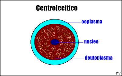 Uovo Centrolecitico