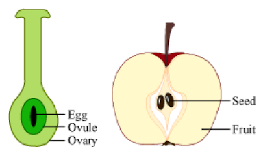 CONCEPT OF HOW DO ORGANISMS REPRODUCE