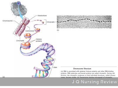 Chromosomal Structure