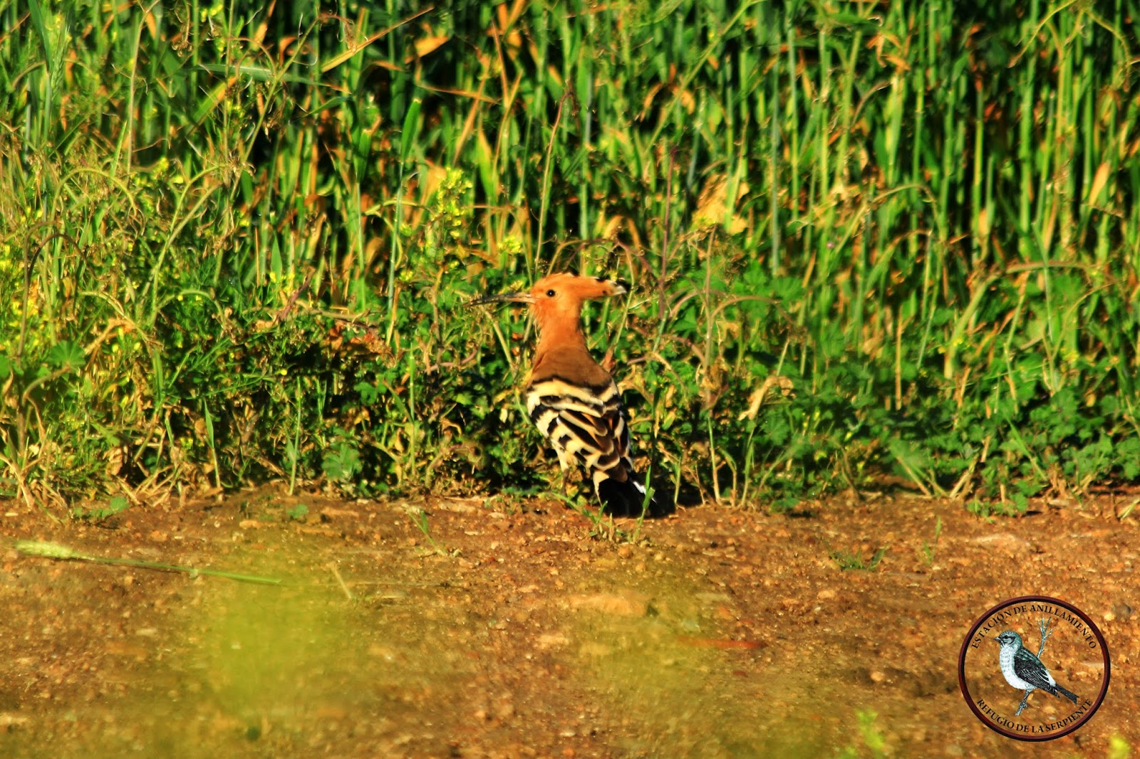 Abubilla Abubilla