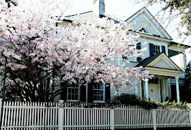 Cherry Blossoms in Charleston by SweeterThanSweets