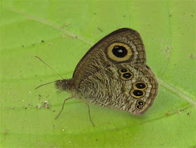 Ypthima baldus, Common Fivering