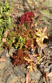 Colored succulent leaves