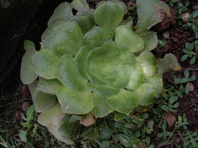 Aeonium canariense subsp. latifolium≡ Aeonium subplanum JBVC 02