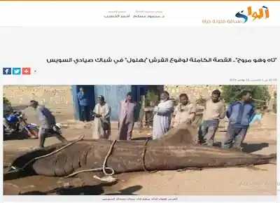 خبر عن وقوع القرش الحوتي بهلول في شباك صيادي السويس بعد ظهوره في السواحل المصرية