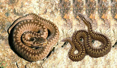 Adder snake