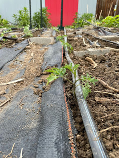 Tomato Seedlings