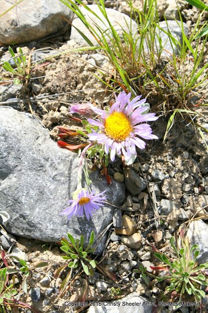 The thick-stem daisy has pale lavender petals and a yellow center, with short stems, they grow closer to the ground in the rocky places.
