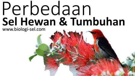 7 Perbedaan Sel  Hewan  dan  Sel  Tumbuhan  Terlengkap 