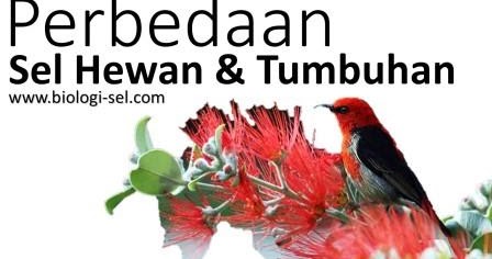  7  Perbedaan Sel  Hewan  dan  Sel  Tumbuhan  Terlengkap 