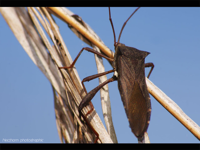 Shield bug wanna reach the sky