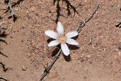 flora puneña Zephyranthes andina