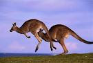 кенгуру австралии 