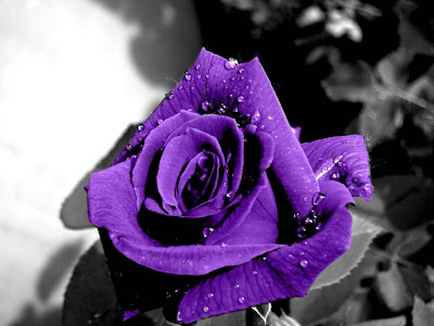 Purple Rose Normal Resolution HD Wallpaper 8