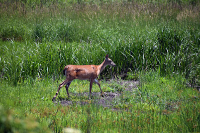 Deer on creek trail