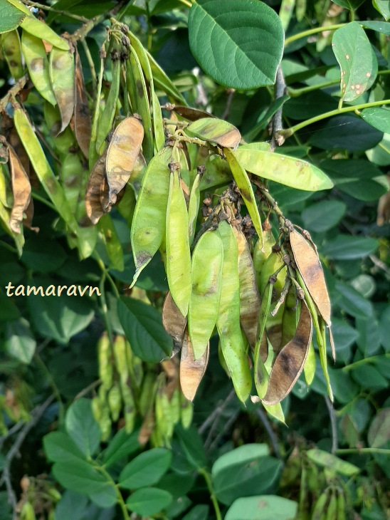 Маакия амурская (Maackia amurensis)