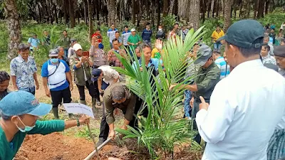 Wakil Bupati Sekadau Subandrio melakukan penanaman perdana Replanting kelapa sawit (Hermanto/KAPUASNEWS.id)