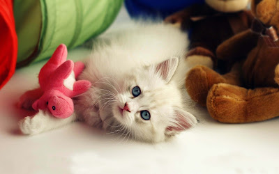 a-lovely-cat-kitten-teddybear-imgs