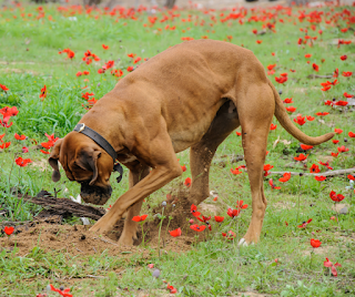 Tan Boxer dog digging in grass and poppys