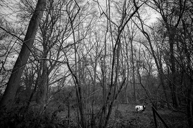 Old Wood, Skellingthorpe