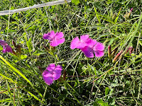 [Caryophyllaceae] Dianthus carthusianorum