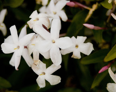 Jasmine Flower