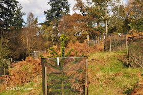 Autumn colours at Wakehurst in Sussex, photos by Sarah Agnew Modernbricabrac