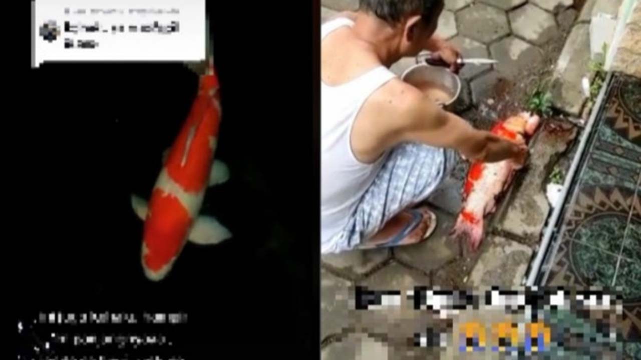 Viral Ikan Koi Kohaku Seharga Rp10 Juta Titipan Teman Dipotong oleh Sang Kakek, Pemilik Auto Ngambek