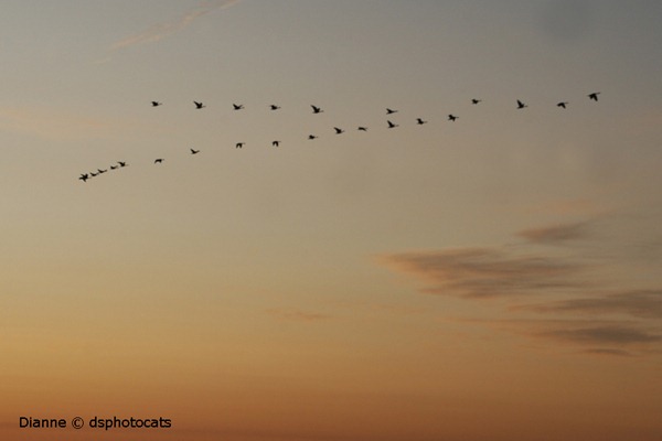 IMG_3364 Geese In Flight