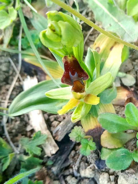 Early Spider Orchid Ophrys sphegodes, Vienne, France. Photo by Loire Valley Time Travel.