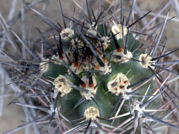 xuong-rong-austrocactus-patagonicus