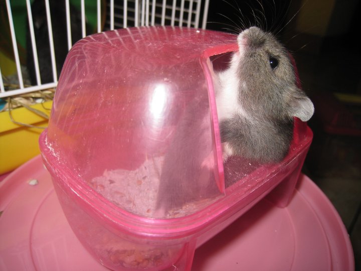 Ayas Poe Hamster: Pelatihan Toilet untuk Hamster