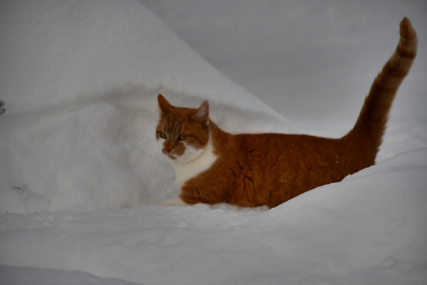 pus katt pusekatt kattepus