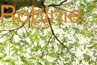 http://kolonihavelivet.blogspot.dk/2015/11/robinie-robinia-pseudoacacia.html