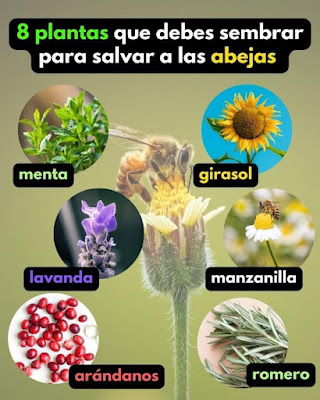 8 Plantas que Puedes Sembrar para Salvar a las Abejas