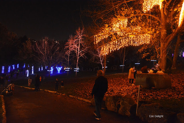 פסטיבל winter lights הגן הבוטני בירושלים 2022