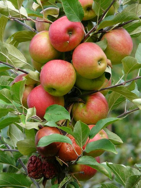 pohon apel anna berkualitas Banjarbaru