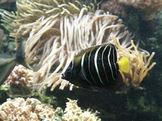 Poisson-ange à oreille tachée - Ange à nageoire dorée - Pomacanthus chrysurus 