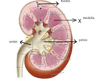 Soal Tentang Struktur Organ Ekskresi Ginjal