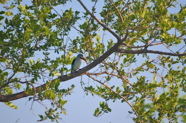 Brown-hooded Kingfisher @SANParksKNP @SANParks #KrugerNationalPark #SouthAfrica